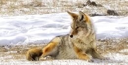 Coyote in Yellowstone